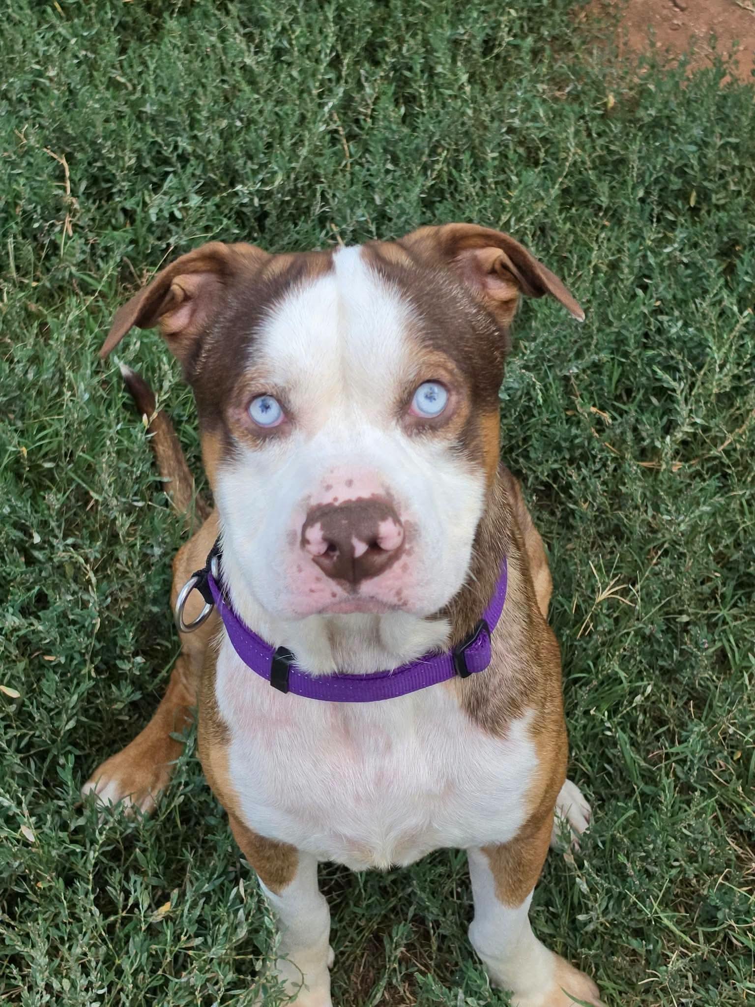 Enlarge Blueberry, a Adoptable mixed breed in OKLAHOMA CITY, OK image 3/4