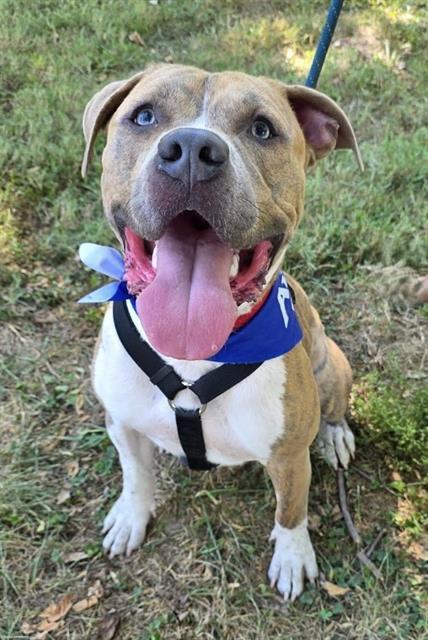 PIPPIN, Adoptable, Adult Male Terrier & Mixed Breed.