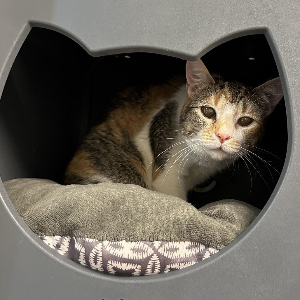 Arya, Adoptable, Adult Female Domestic Short Hair.