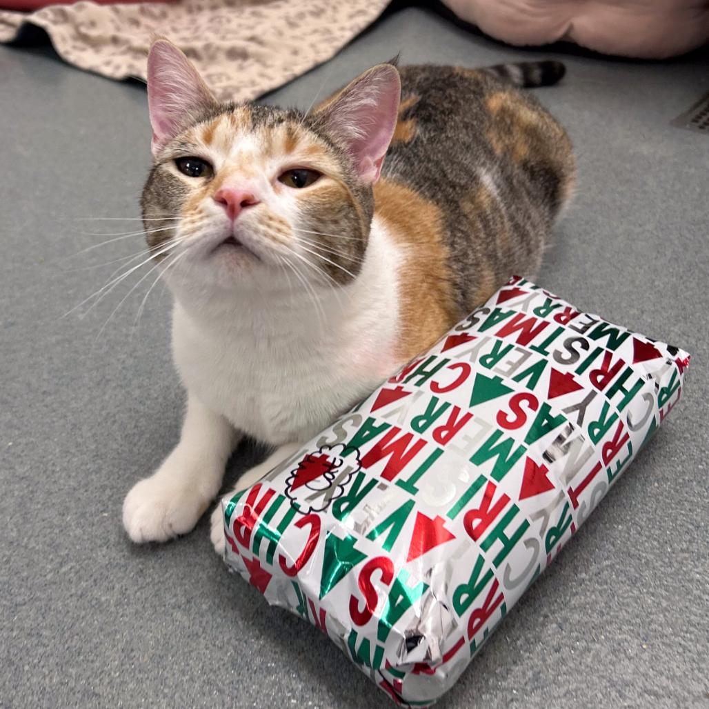 Enlarge Arya, a Adoptable Domestic Short Hair in West Palm Beach, FL image 2/2