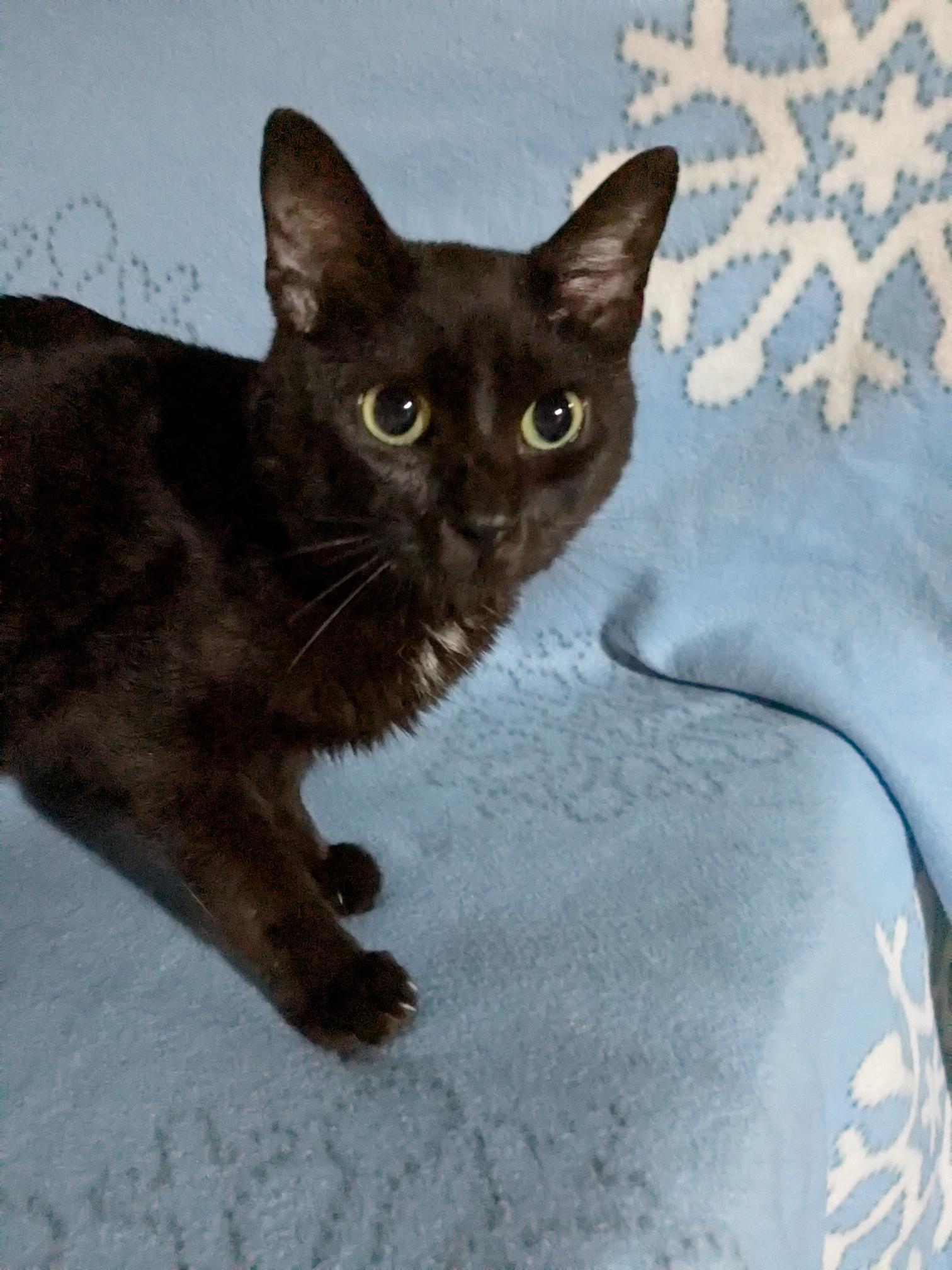Genesis (bonded with Wesley), Adoptable, Adult Male Domestic Short Hair.