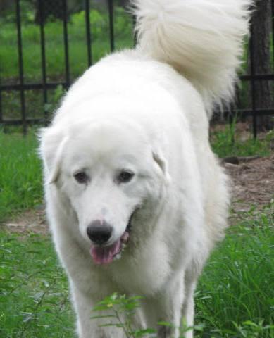 Fosters Needed!!, a Adoptable Great Pyrenees in Beacon, NY image 1/3