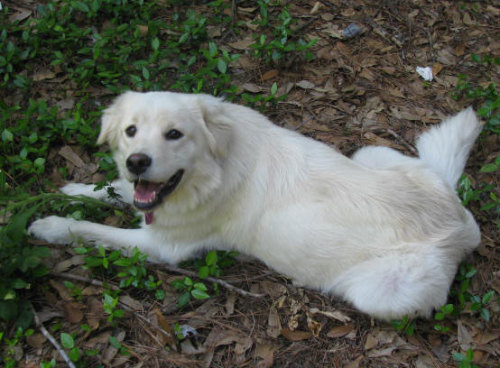 Fosters Needed!!, a Adoptable Great Pyrenees in Beacon, NY image 2/3