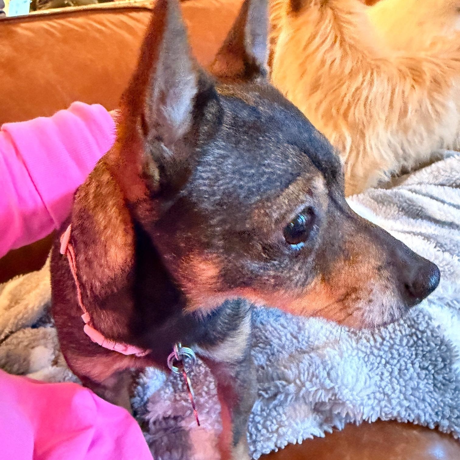 Meet Coco – A Gentle Soul Looking for Love — thumbnail 2