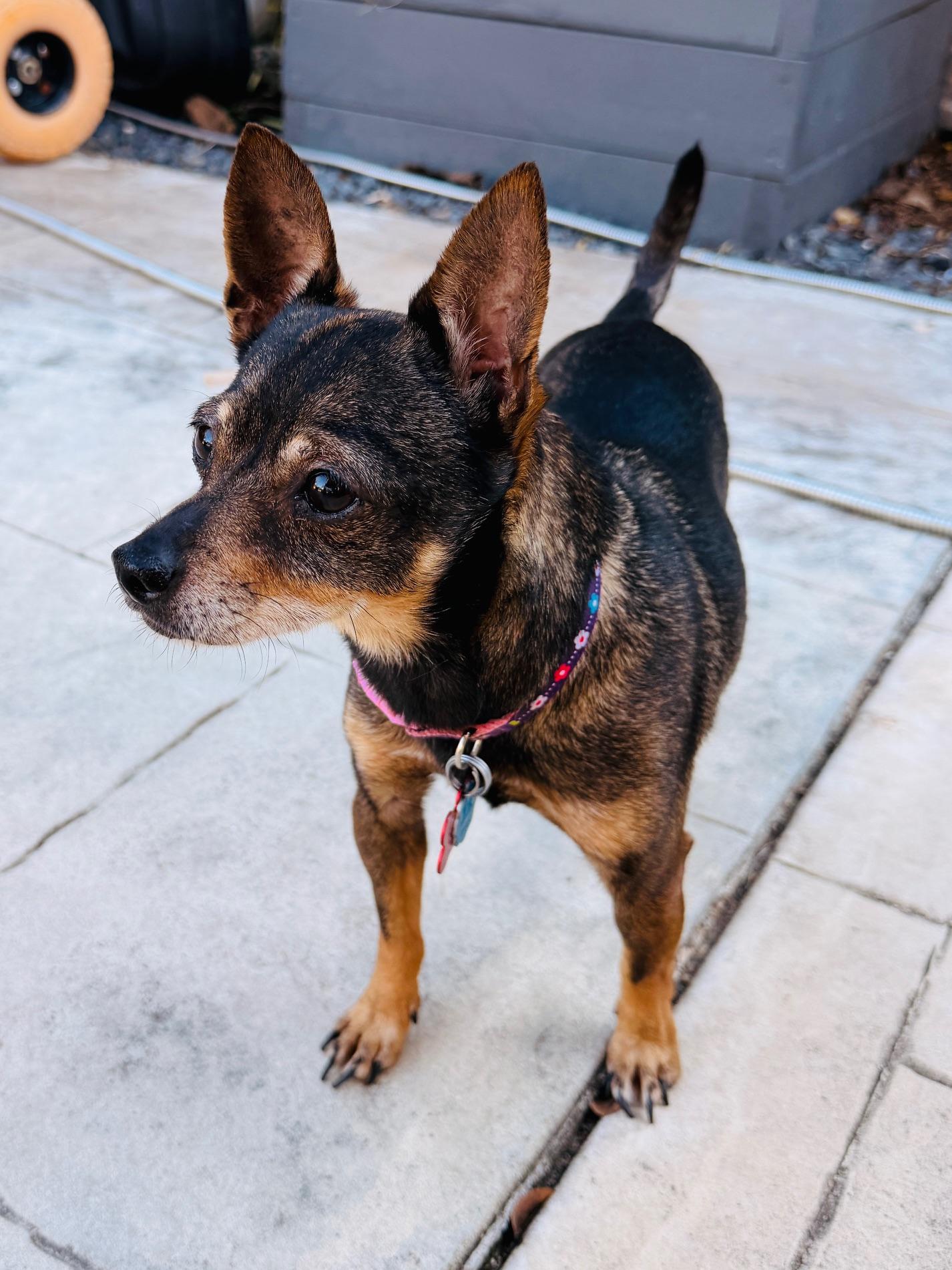 Meet Coco – A Gentle Soul Looking for Love — thumbnail 4