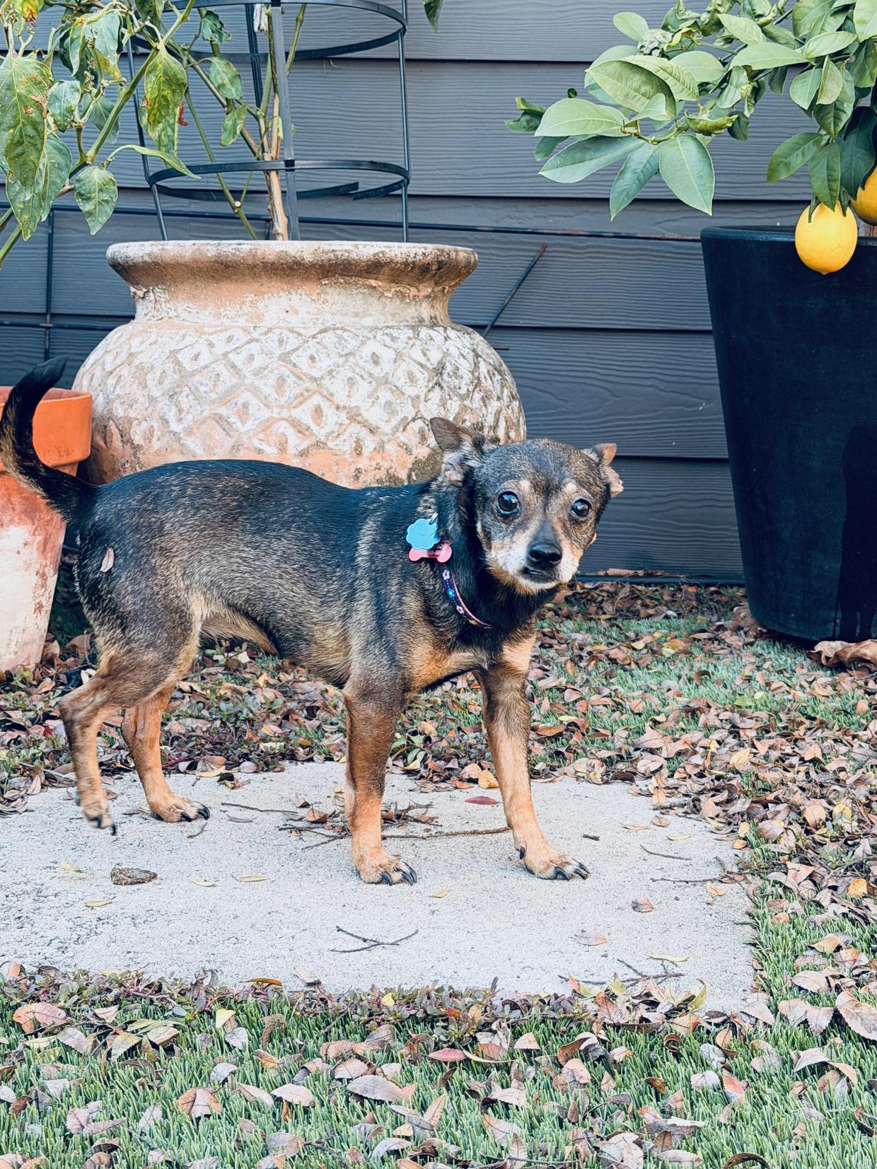 Meet Coco – A Gentle Soul Looking for Love — thumbnail 5