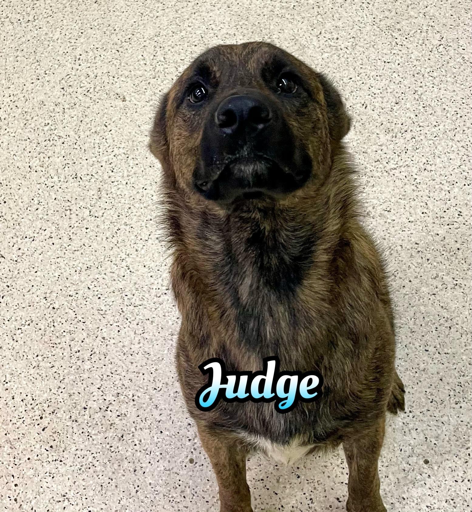 Judge
