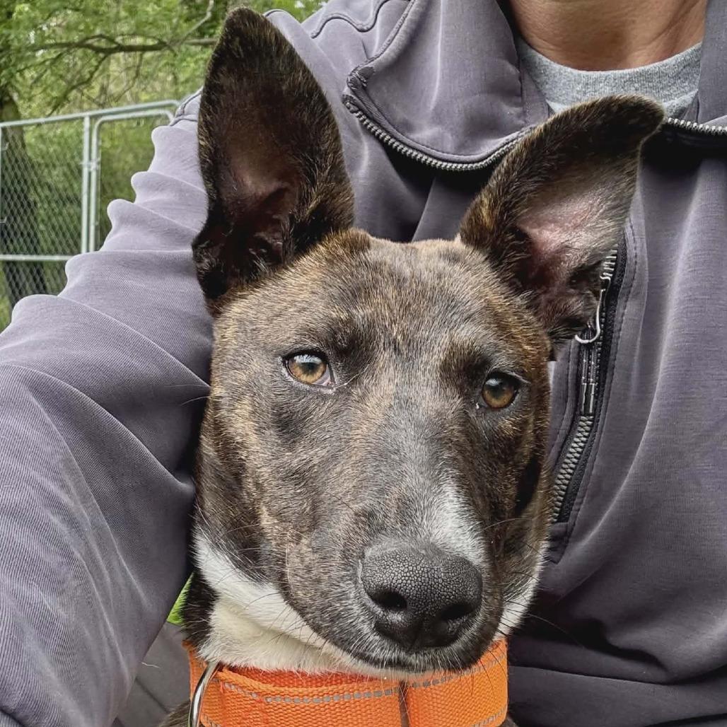 Enlarge Mocha, a Adoptable mixed breed in Shinnston, WV image 1/3