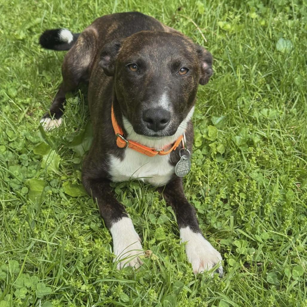 Enlarge Mocha, a Adoptable mixed breed in Shinnston, WV image 2/3