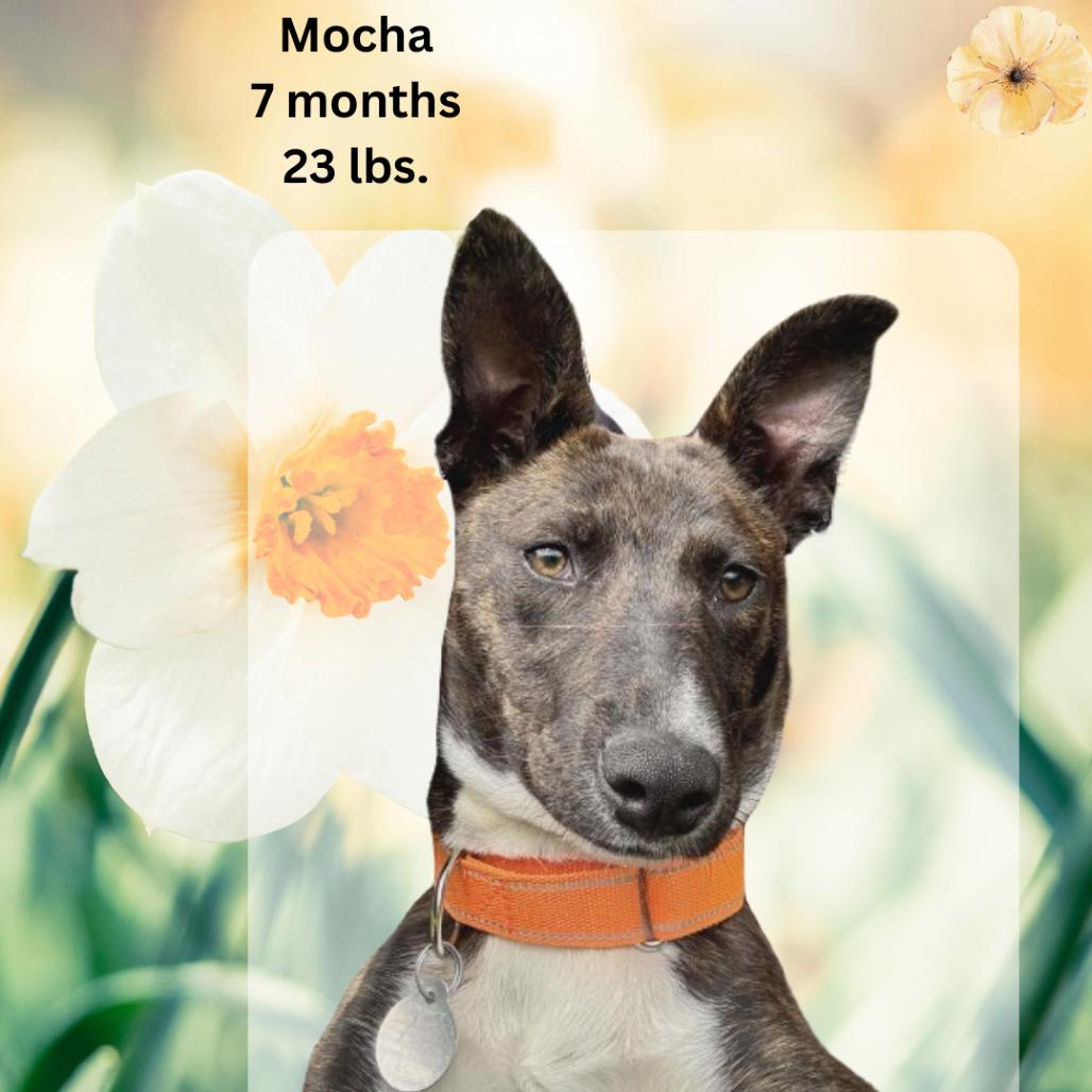 Enlarge Mocha, a Adoptable mixed breed in Shinnston, WV image 3/3