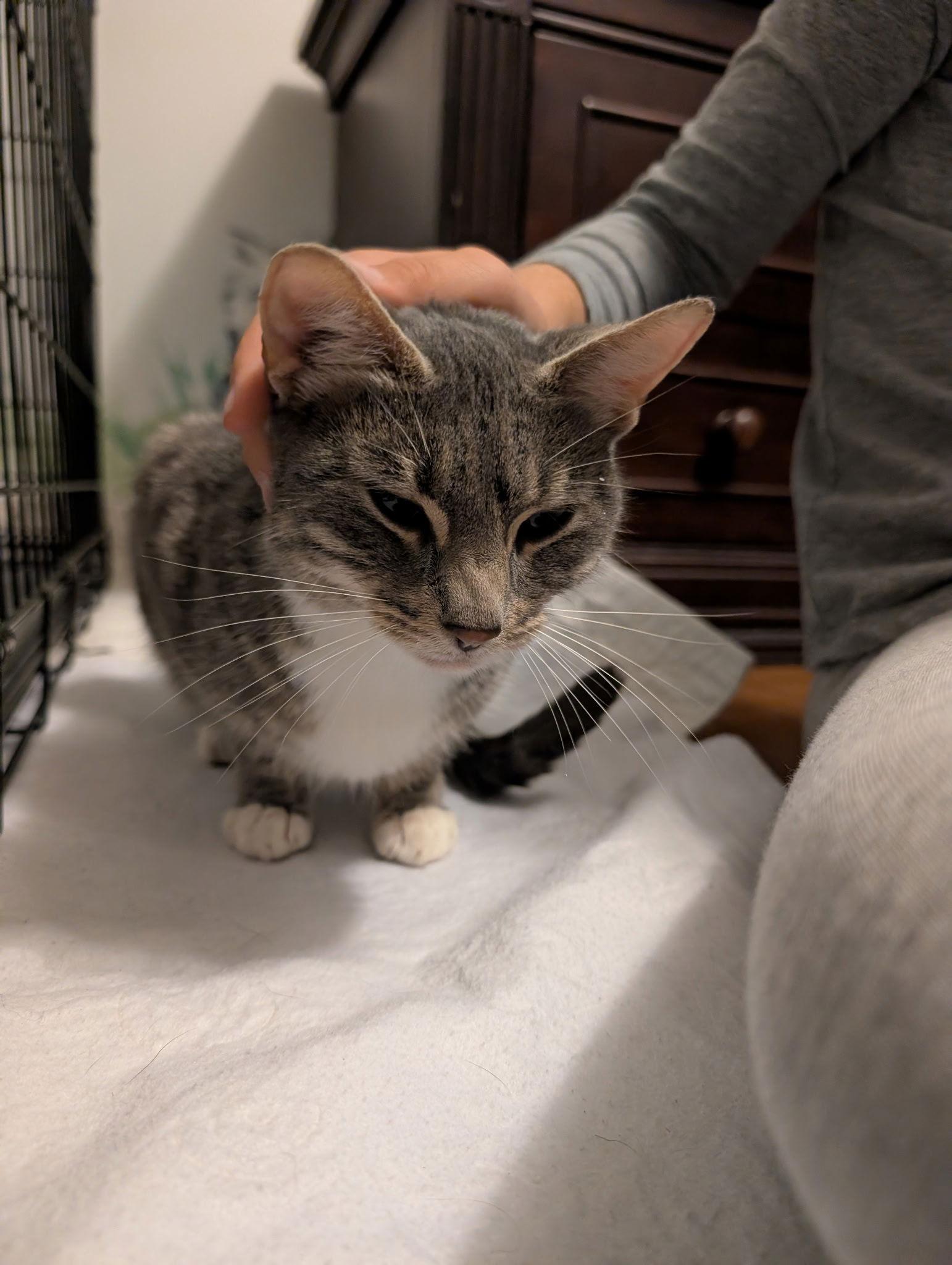 Enlarge Lola, a Adoptable Domestic Short Hair in Lake Saint Louis, MO image 1/1