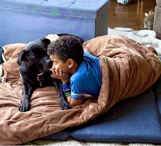 SASHA, Adoptable, Senior Female Pit Bull Terrier.
