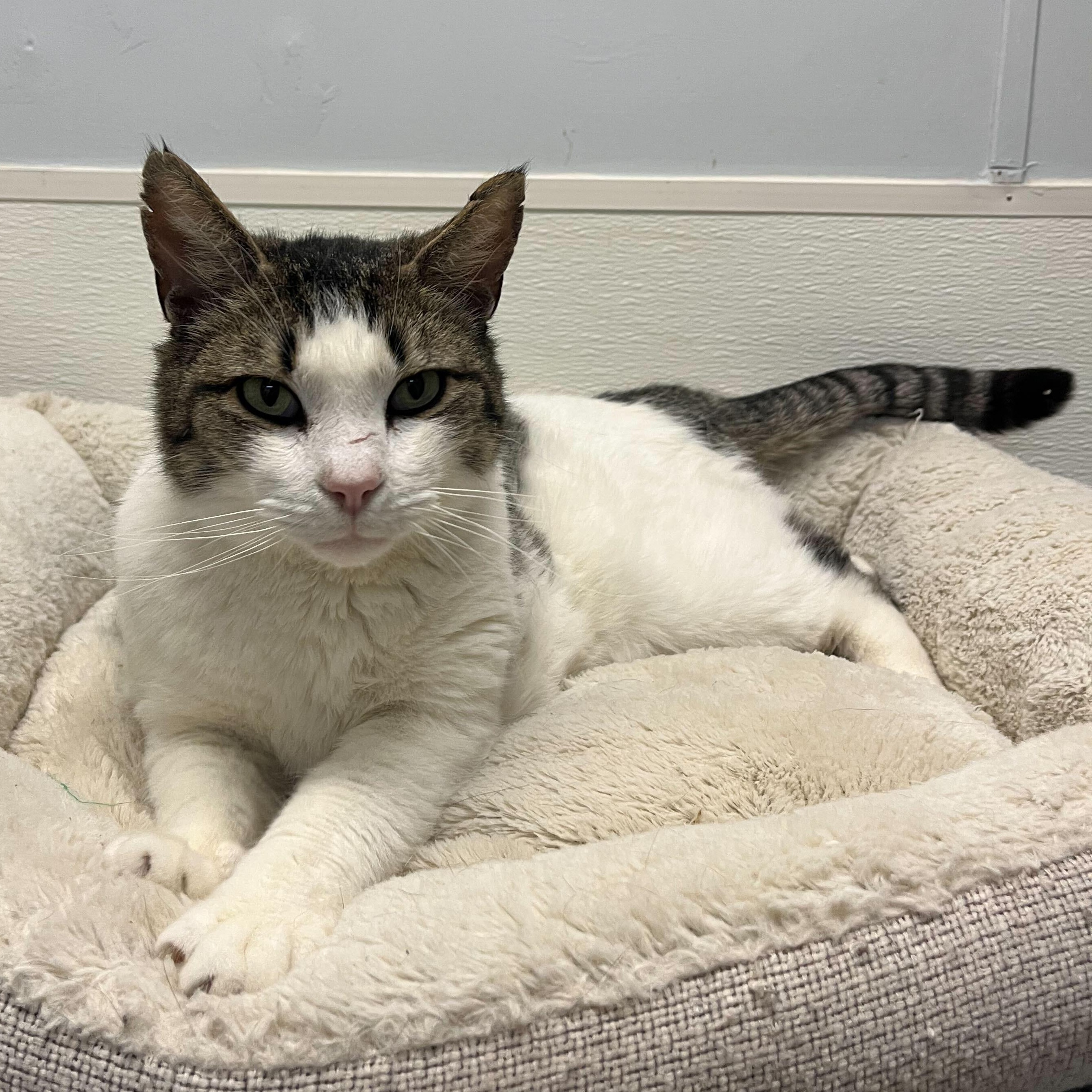 Bud, adoptable, Adult Male Tabby & Domestic Short Hair.