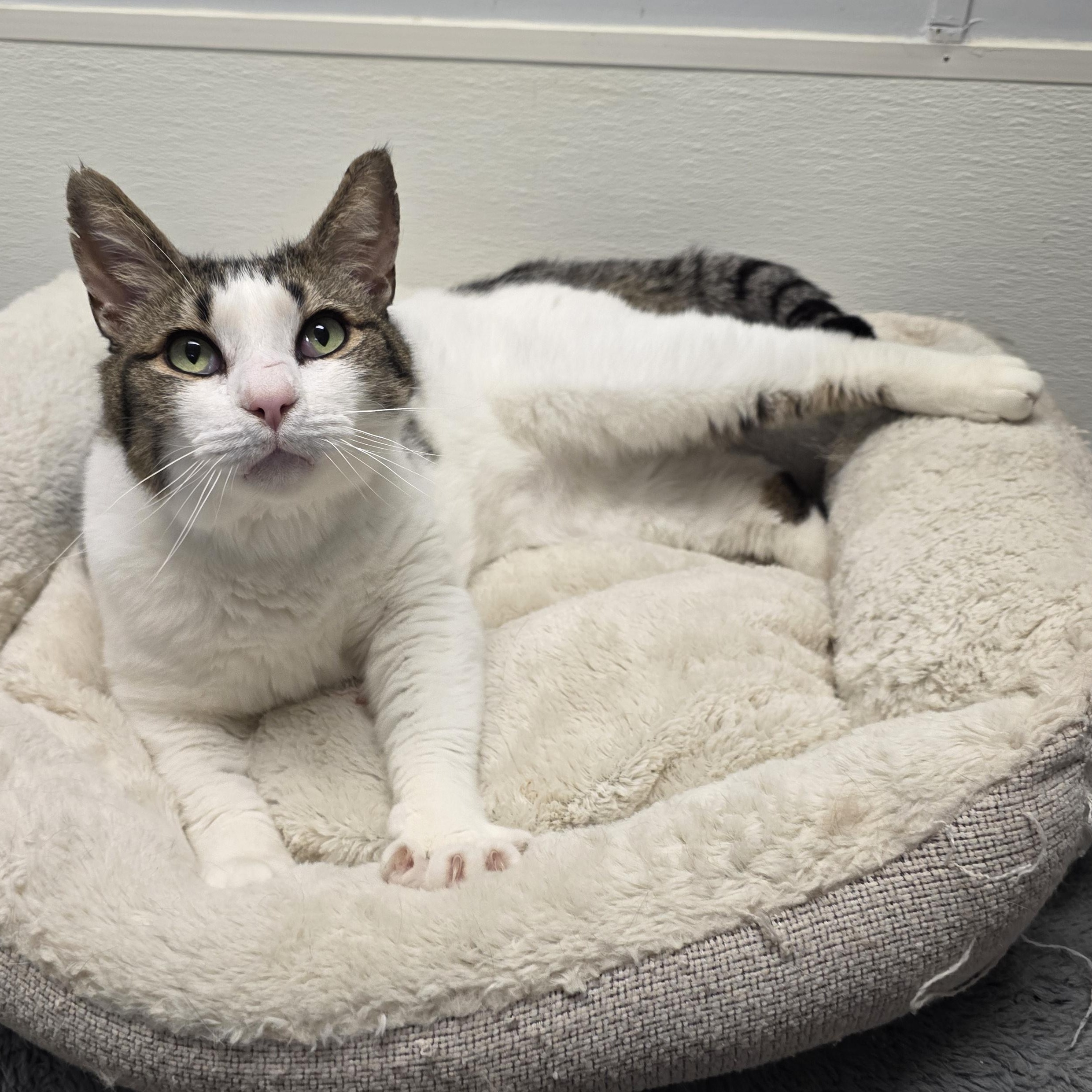 Enlarge Bud, an adoptable mixed breed in Greensboro, NC image 5/6