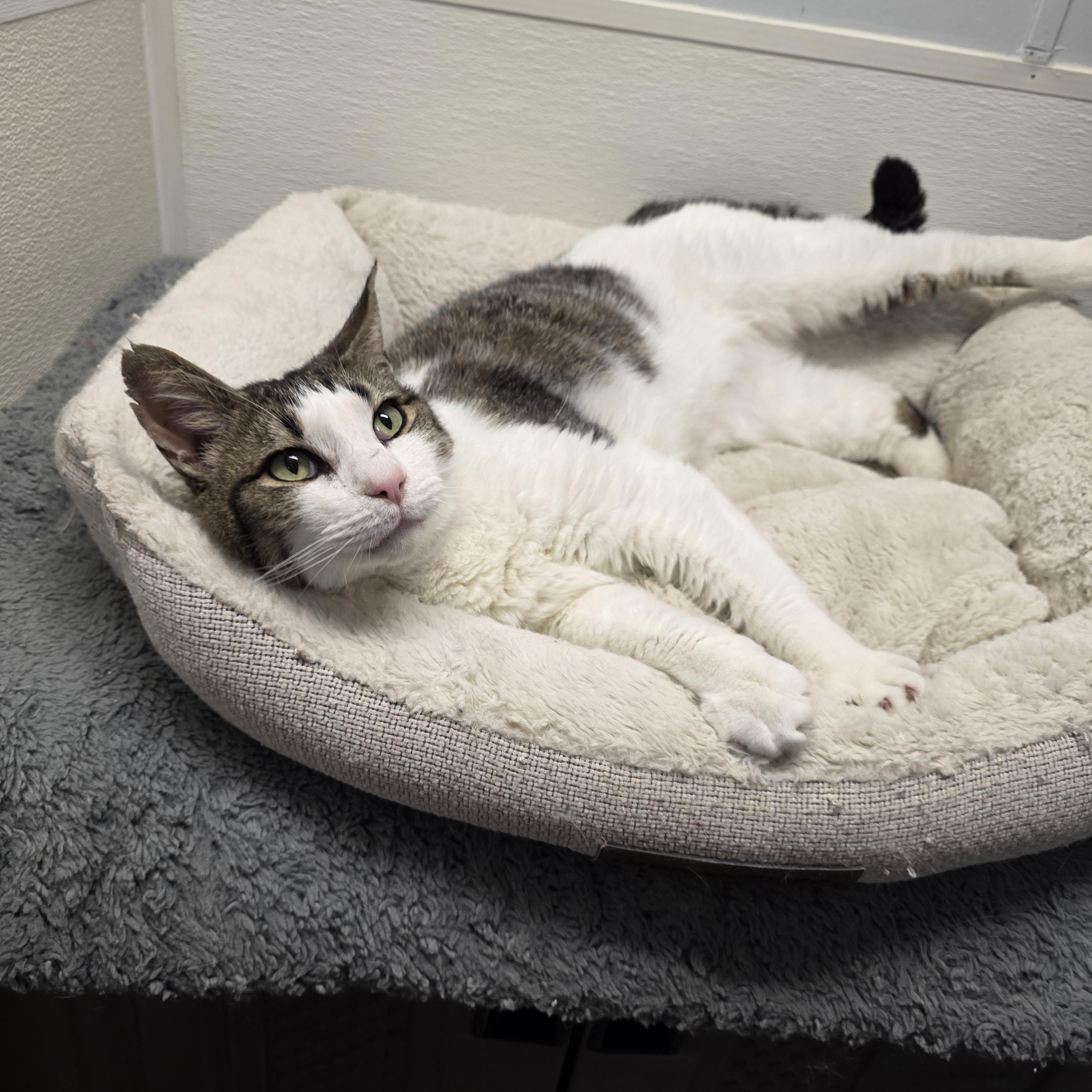Enlarge Bud, an adoptable mixed breed in Greensboro, NC image 3/6