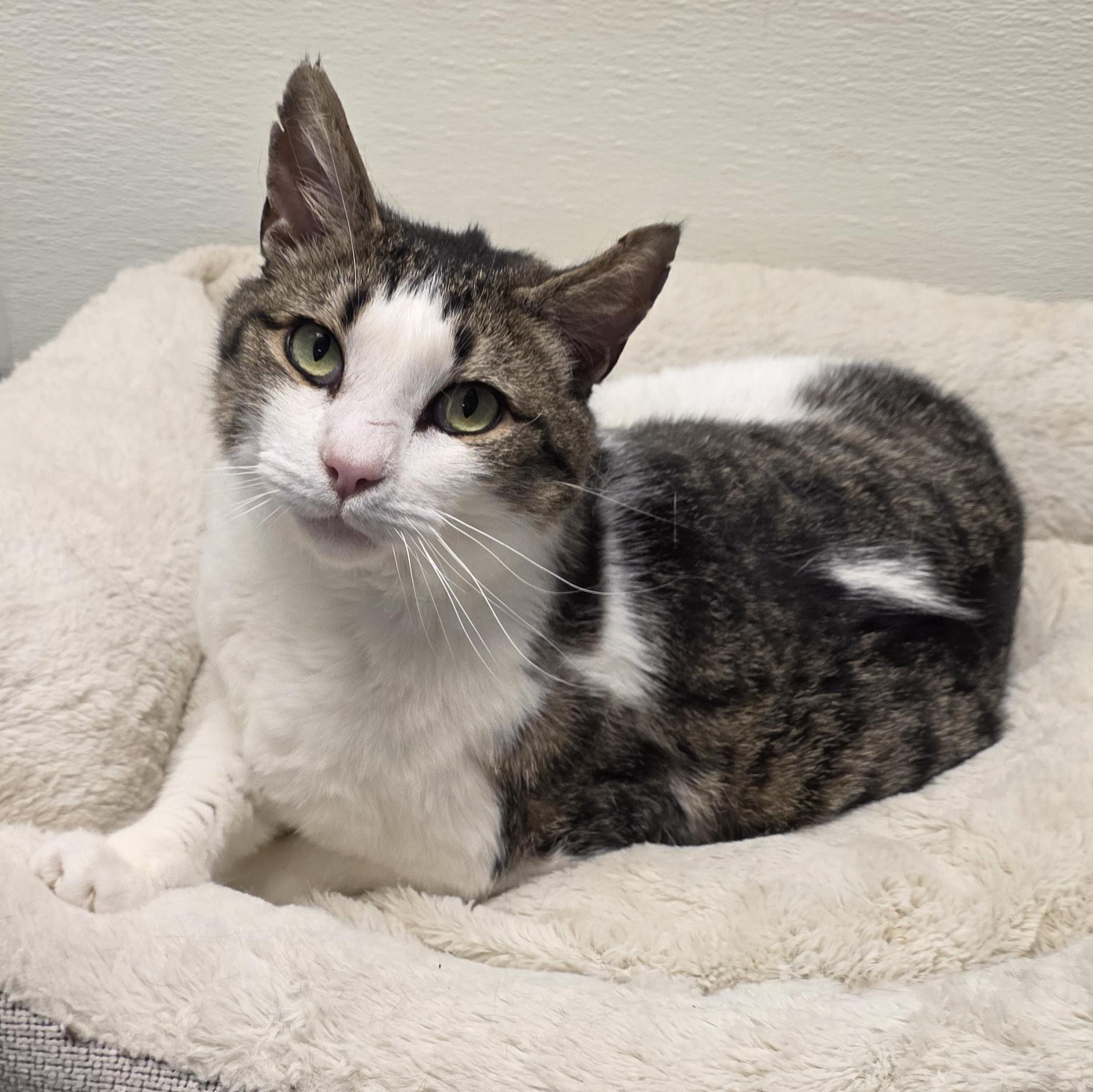 Enlarge Bud, an adoptable mixed breed in Greensboro, NC image 2/6