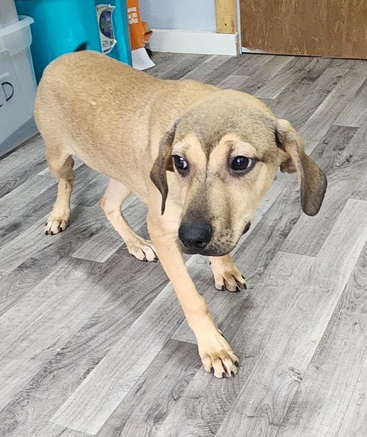 Star, a Adoptable mixed breed in Marshall, AR image 2/5