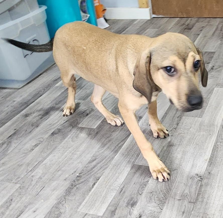 Star, a Adoptable mixed breed in Marshall, AR image 3/5