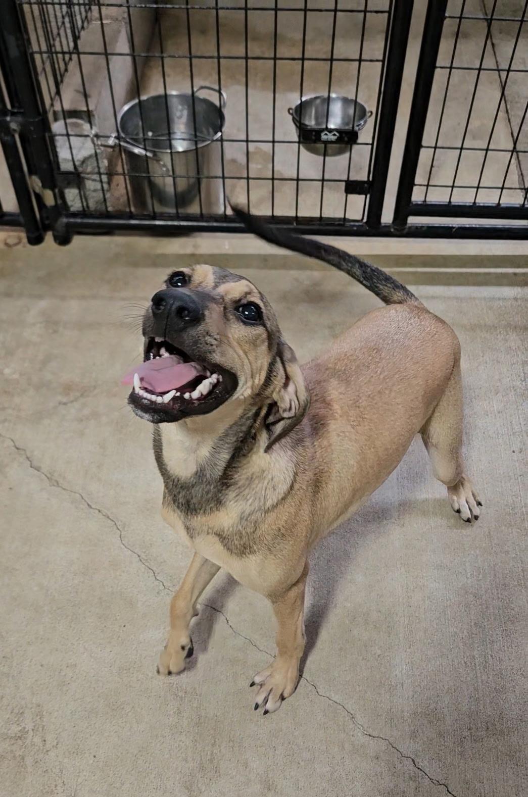 Star, Adoptable, Puppy Male Mountain Cur.