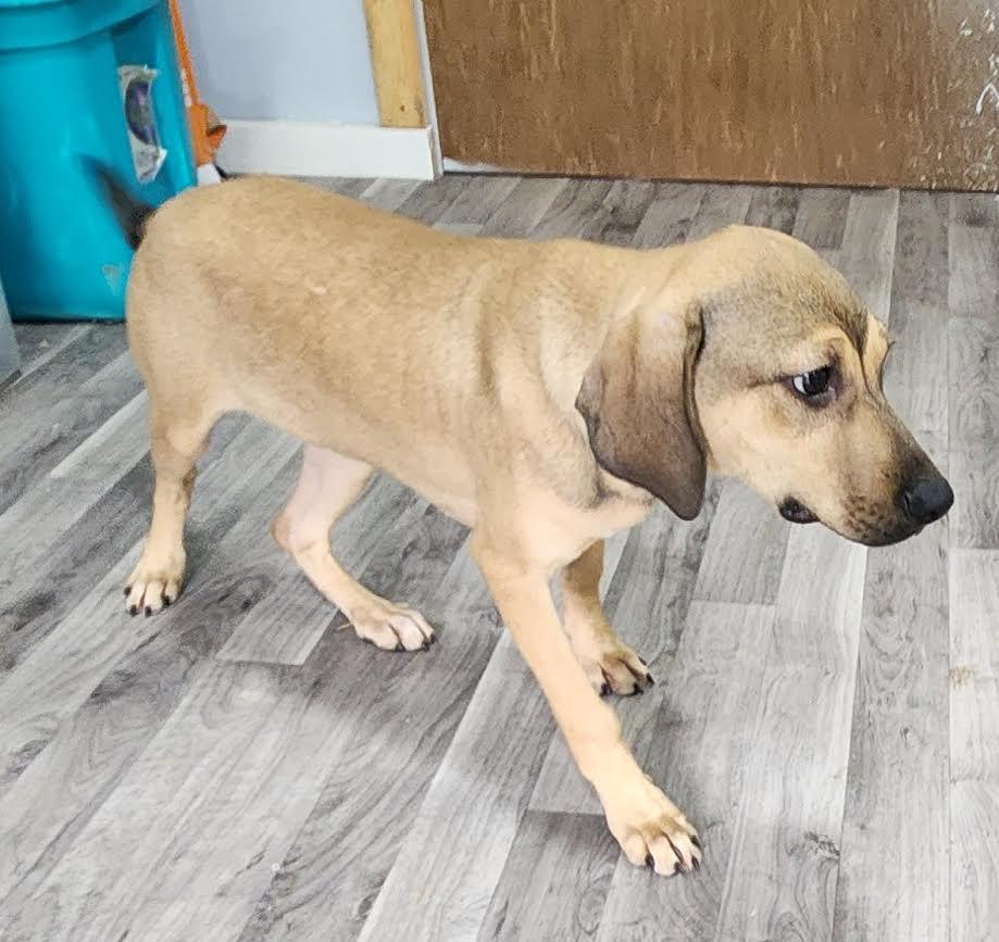 Star, a Adoptable mixed breed in Marshall, AR image 4/5