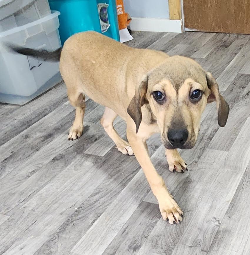 Star, a Adoptable mixed breed in Marshall, AR image 5/5