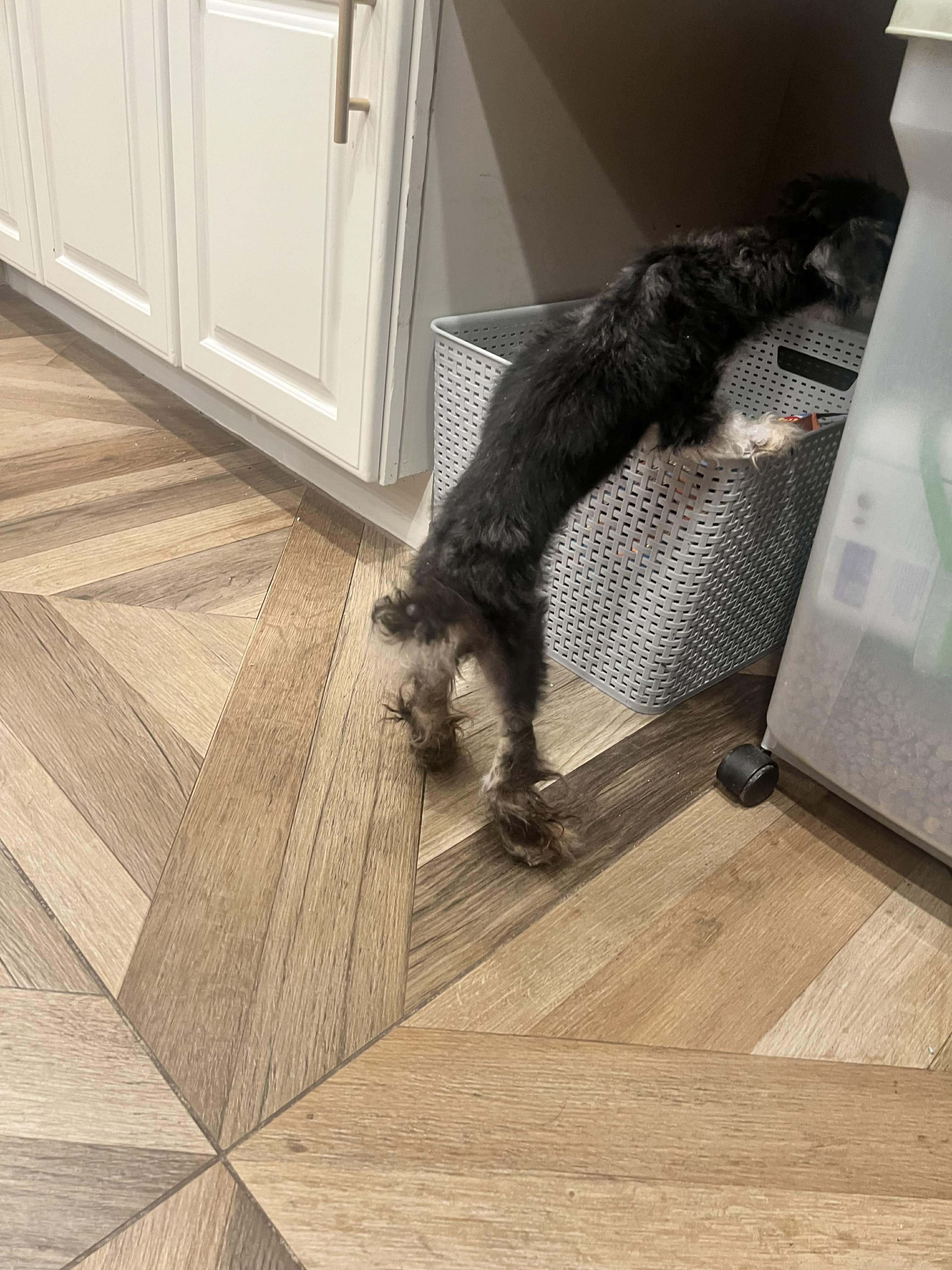 Enlarge Franklin nka Riley, a Adopted Shih Tzu in Florissant, MO image 1/6