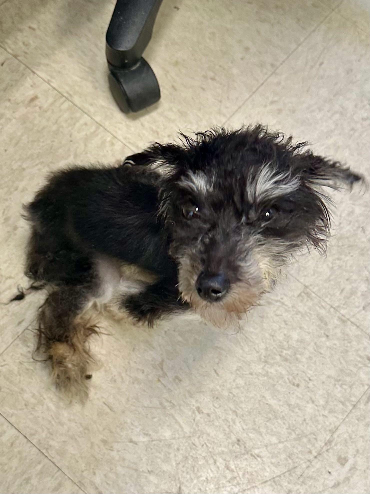 Enlarge Franklin nka Riley, a Adopted Shih Tzu in Florissant, MO image 3/6