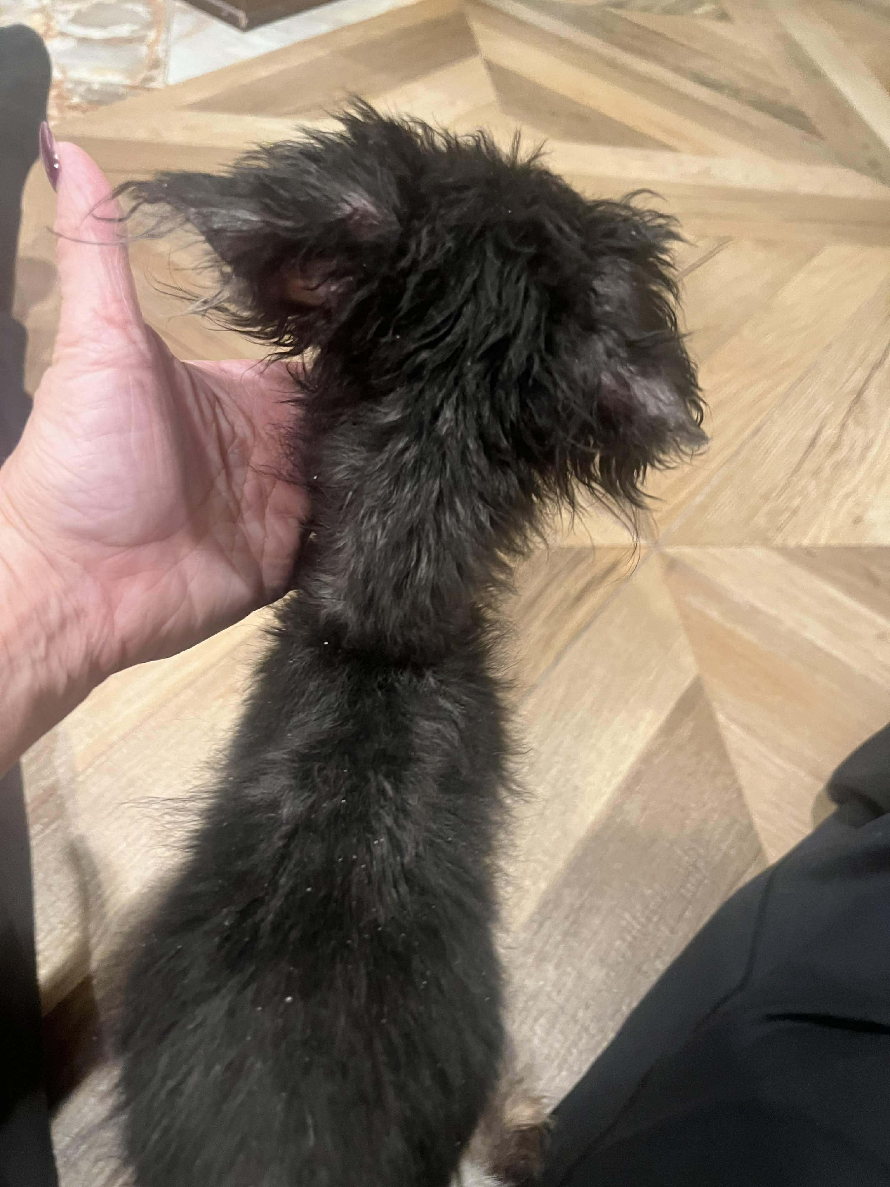 Enlarge Franklin nka Riley, a Adopted Shih Tzu in Florissant, MO image 6/6