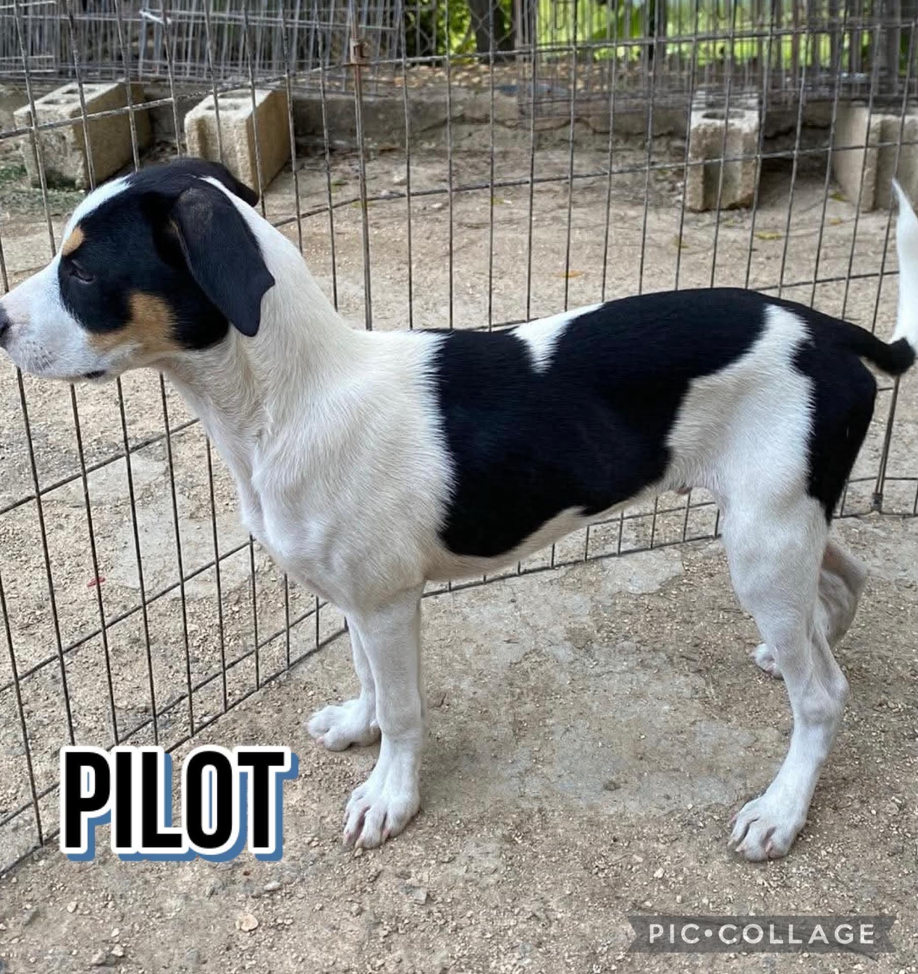 PILOT, an adopted mixed breed in Villalba, PR image 5/5