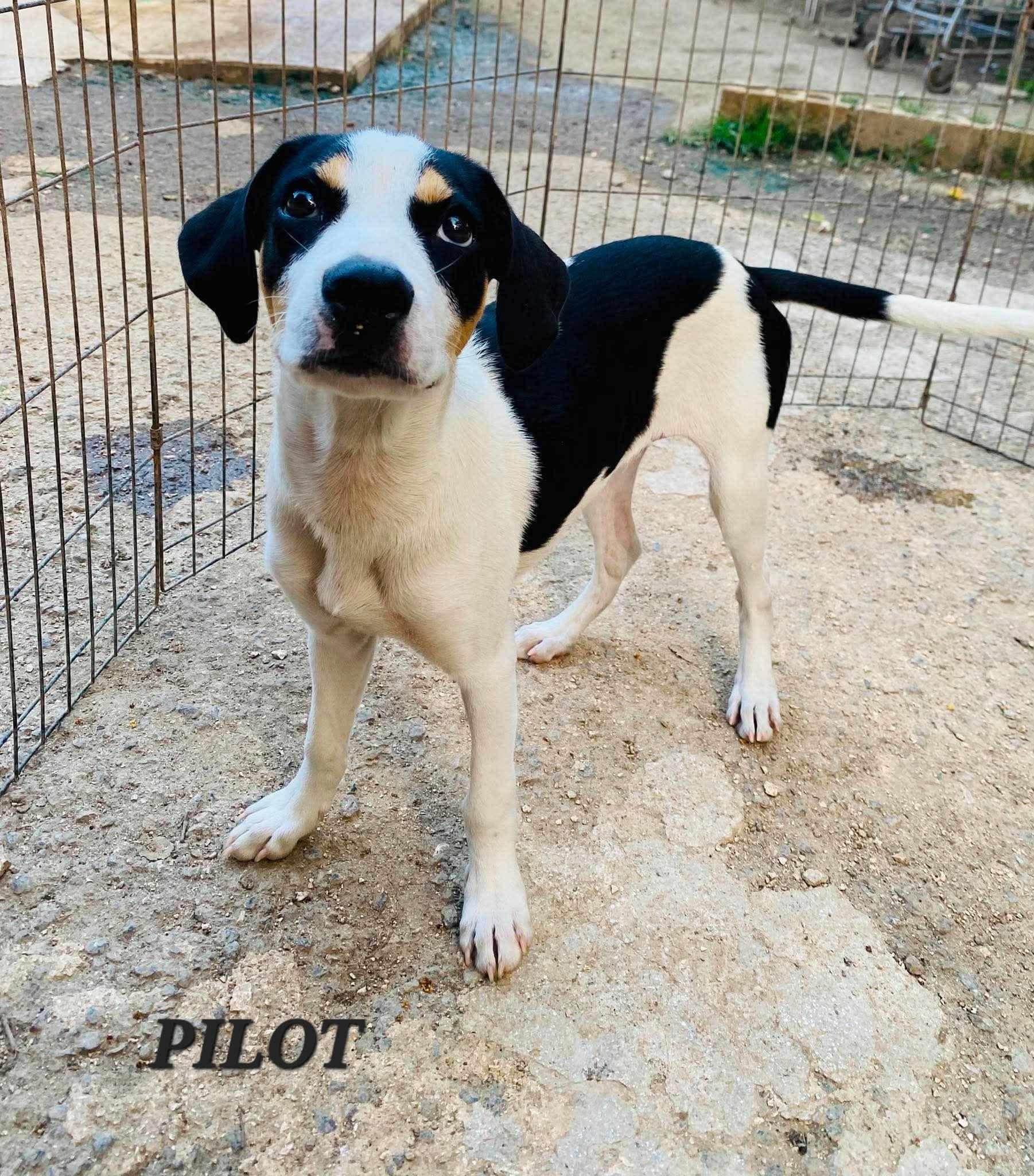 PILOT, an adopted mixed breed in Villalba, PR image 4/5