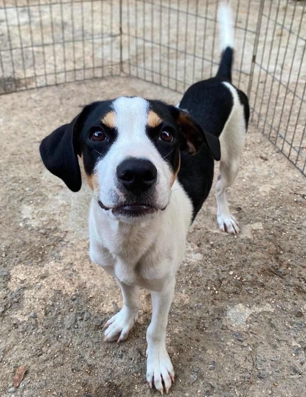 PILOT, an adopted mixed breed in Villalba, PR image 1/5