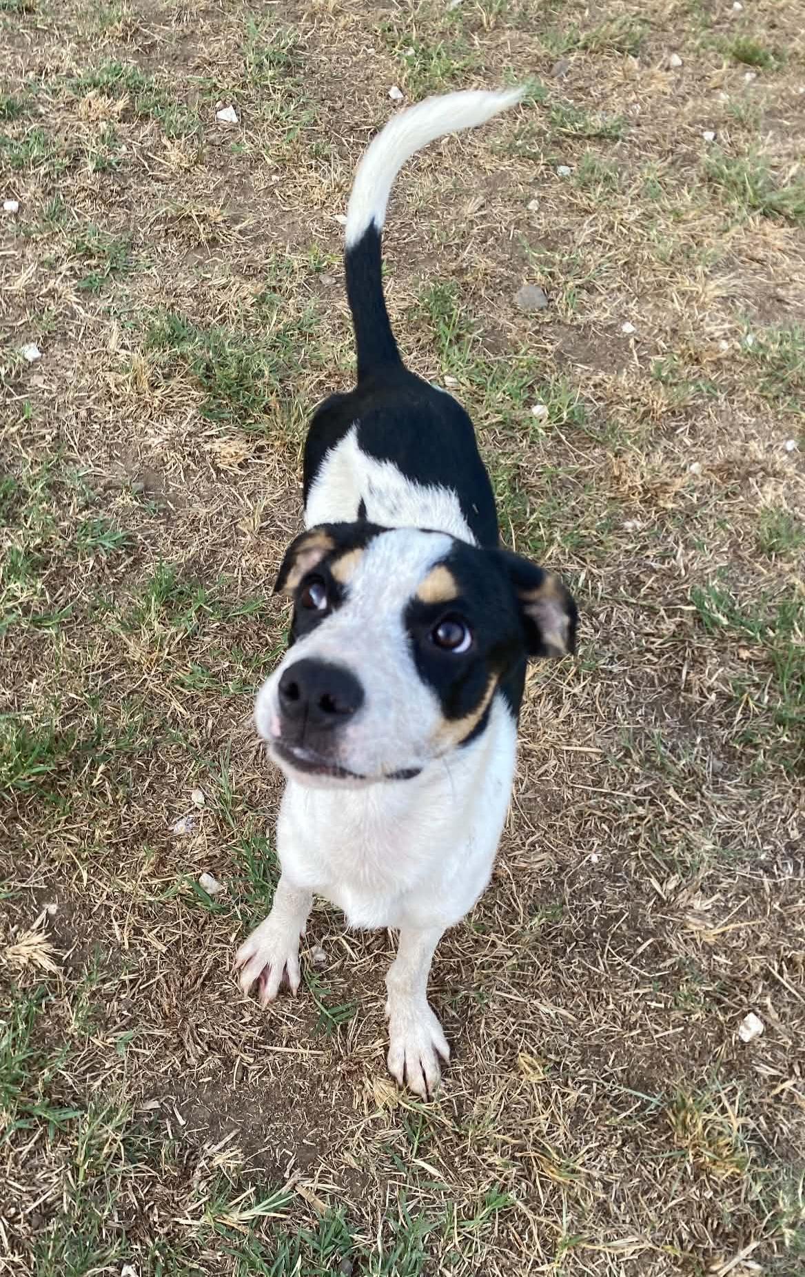 PILOT, an adopted mixed breed in Villalba, PR image 3/5