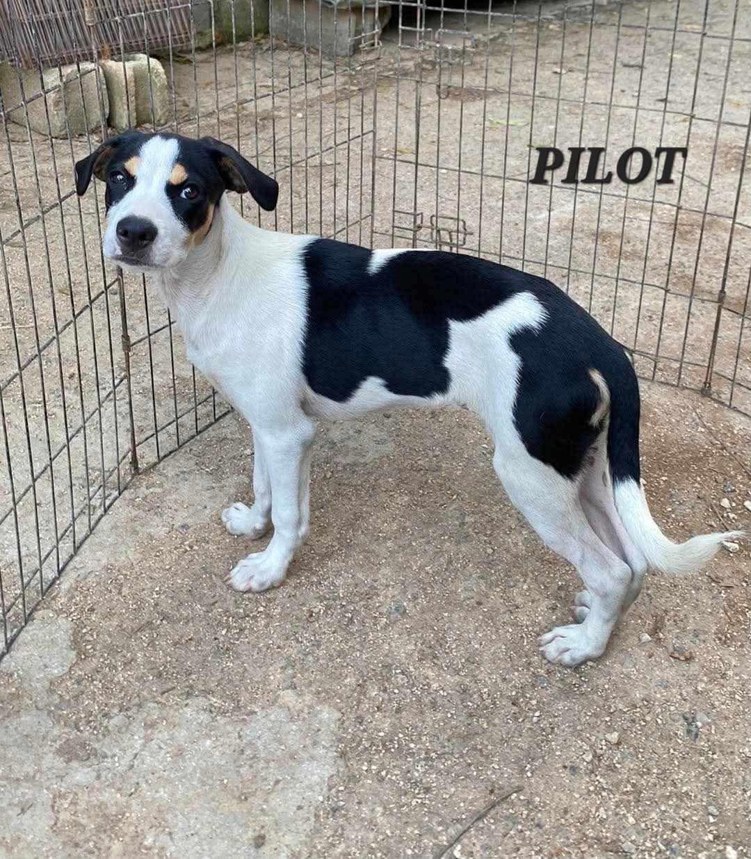 PILOT, an adopted mixed breed in Villalba, PR image 2/5