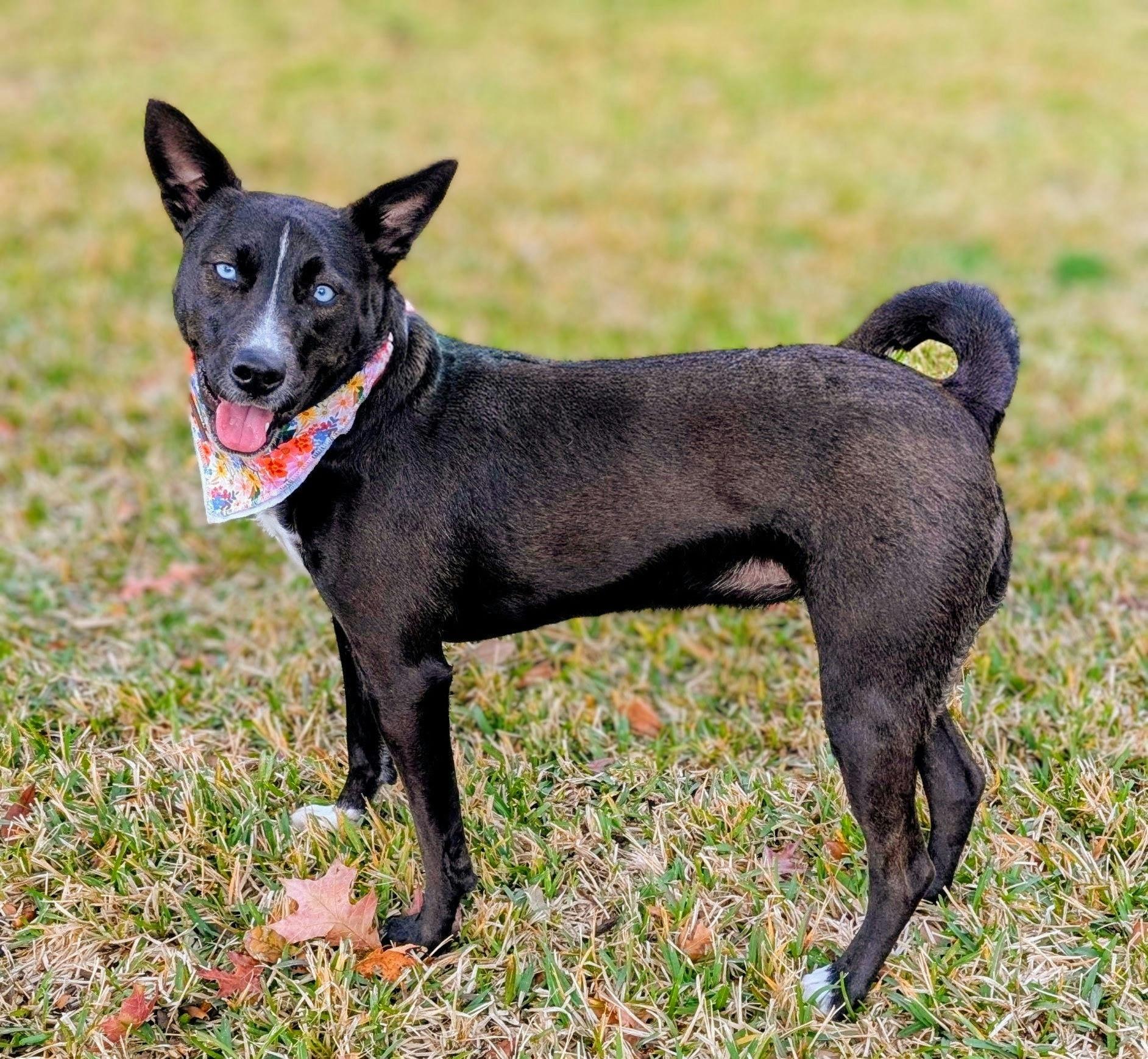 Enlarge Roxy, a Adoptable mixed breed in Houston, TX image 2/6