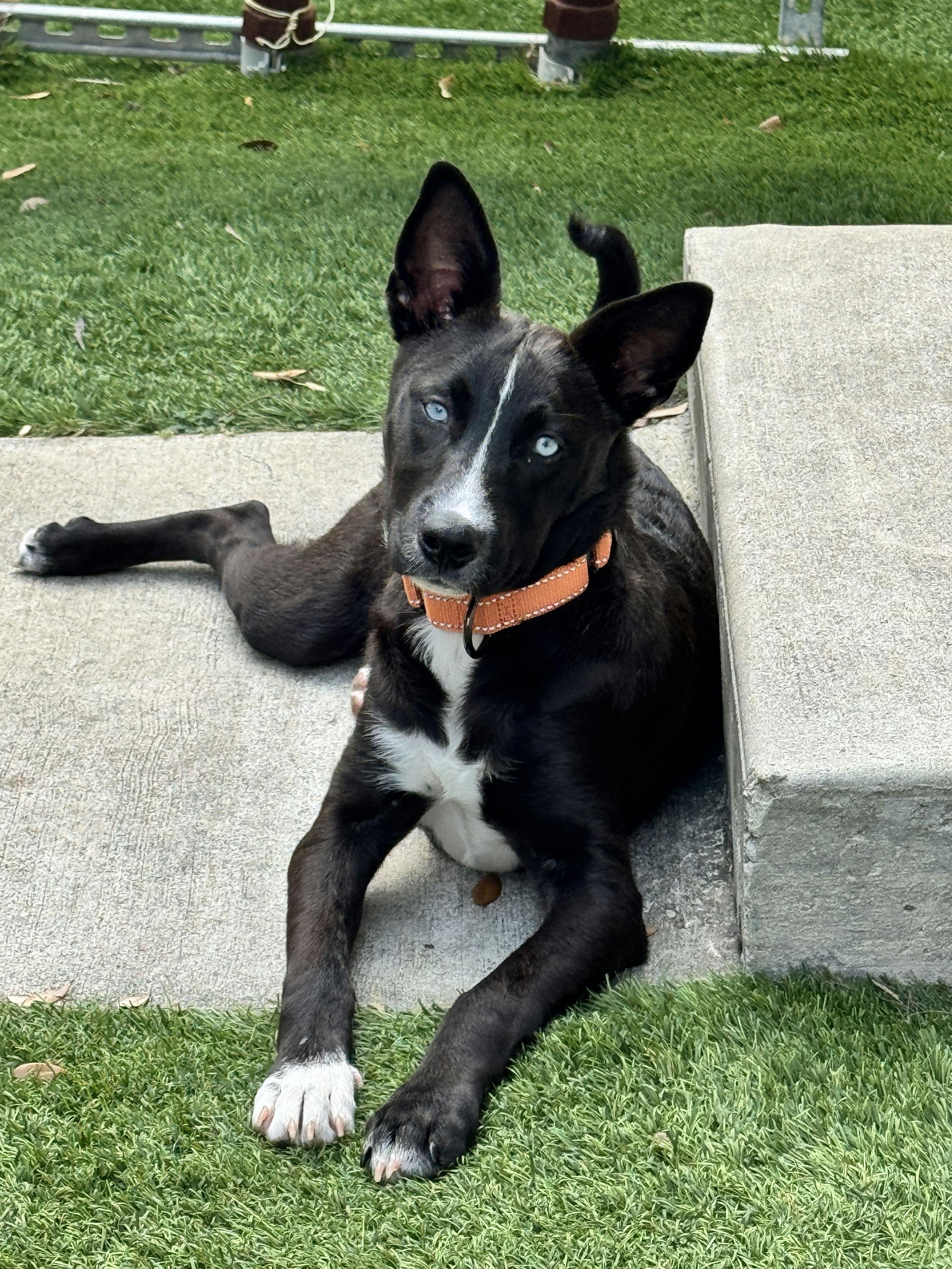 Enlarge Roxy, a Adoptable mixed breed in Houston, TX image 4/6