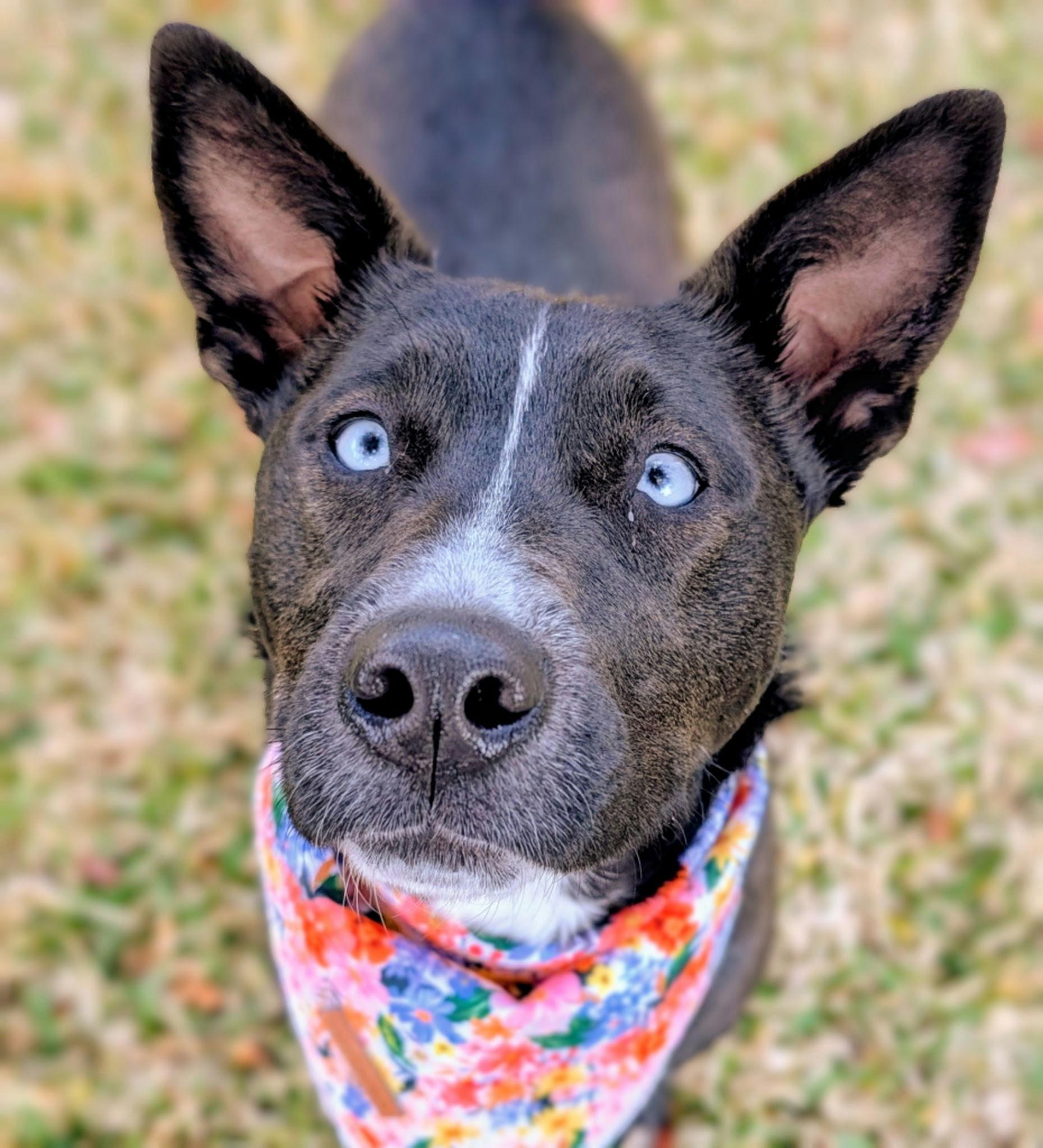 Enlarge Roxy, a Adoptable mixed breed in Houston, TX image 6/6