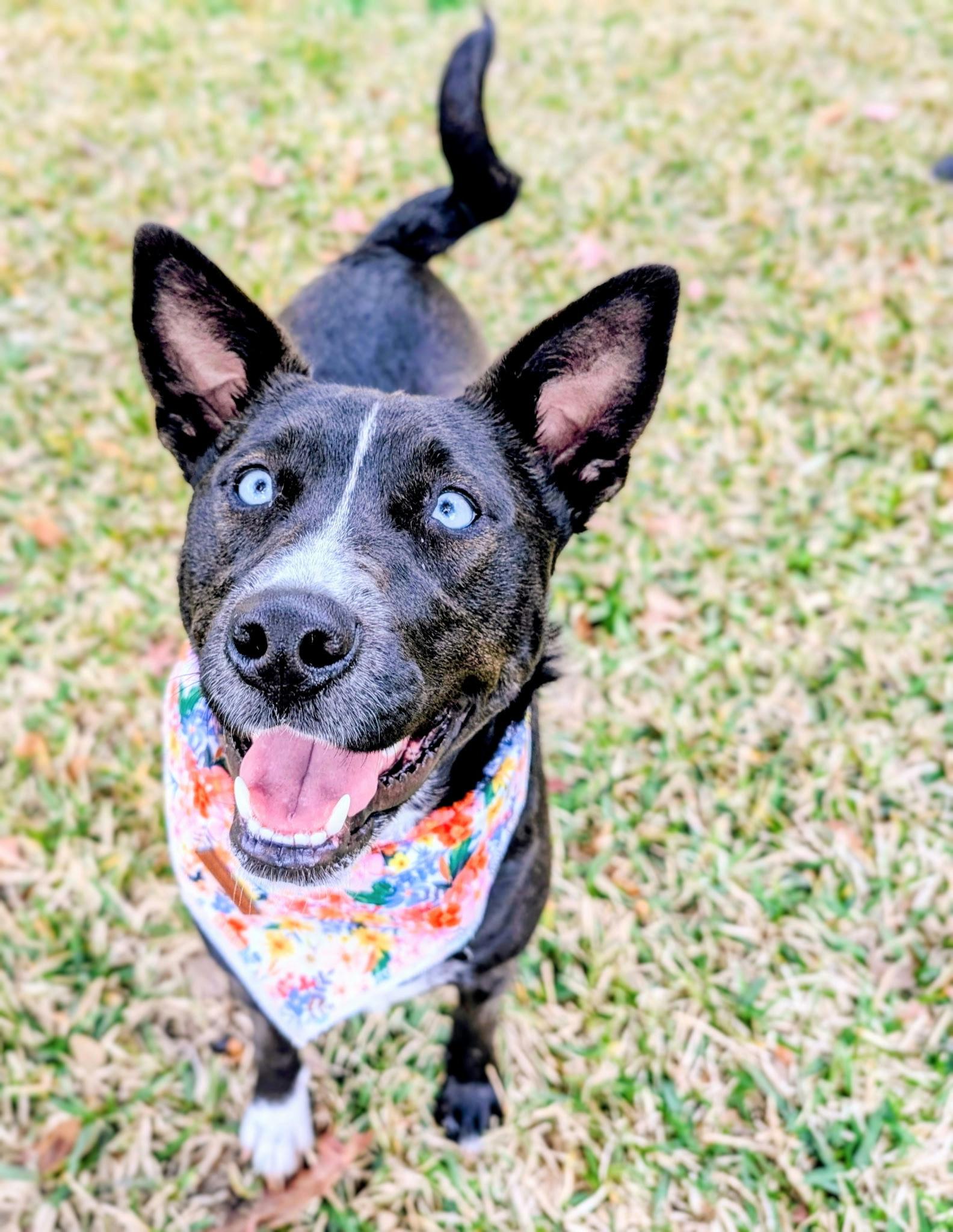 Enlarge Roxy, a Adoptable mixed breed in Houston, TX image 1/6