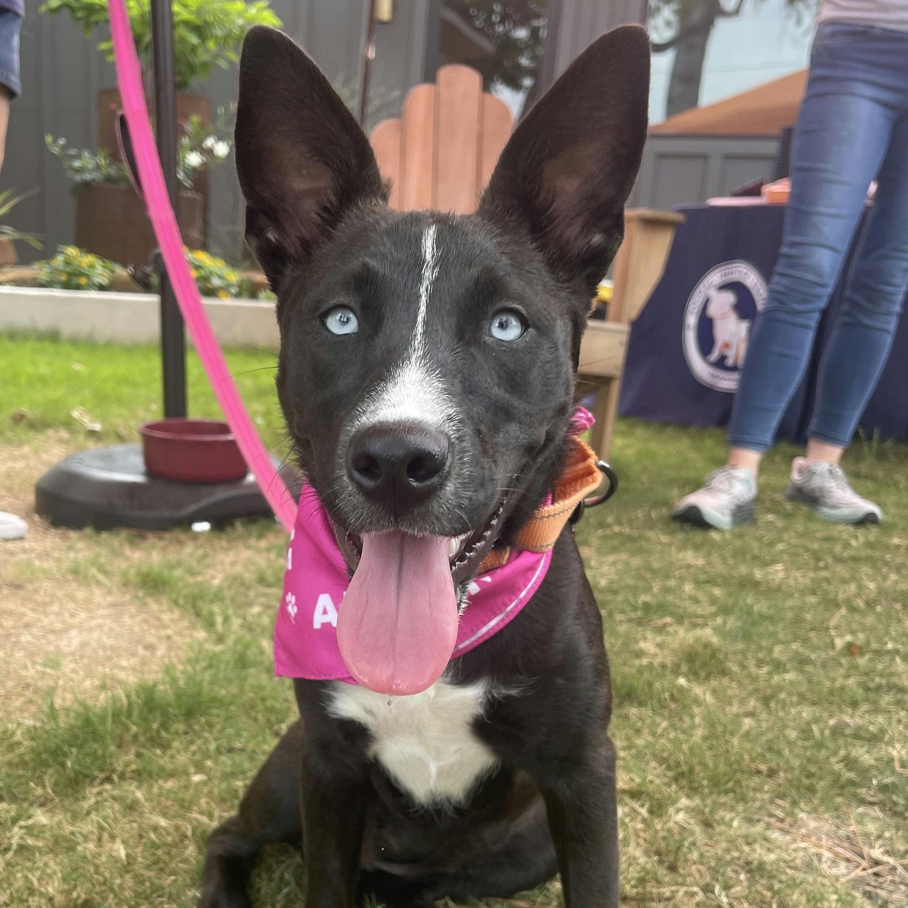 Roxy, Baby Female Husky