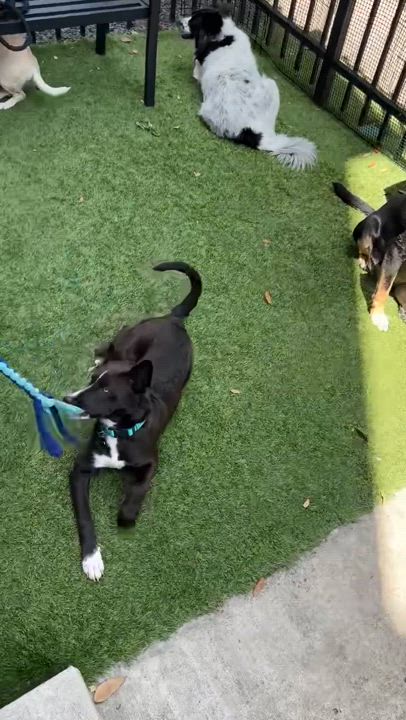 Enlarge Roxy, a Adoptable mixed breed in Houston, TX video 5/6