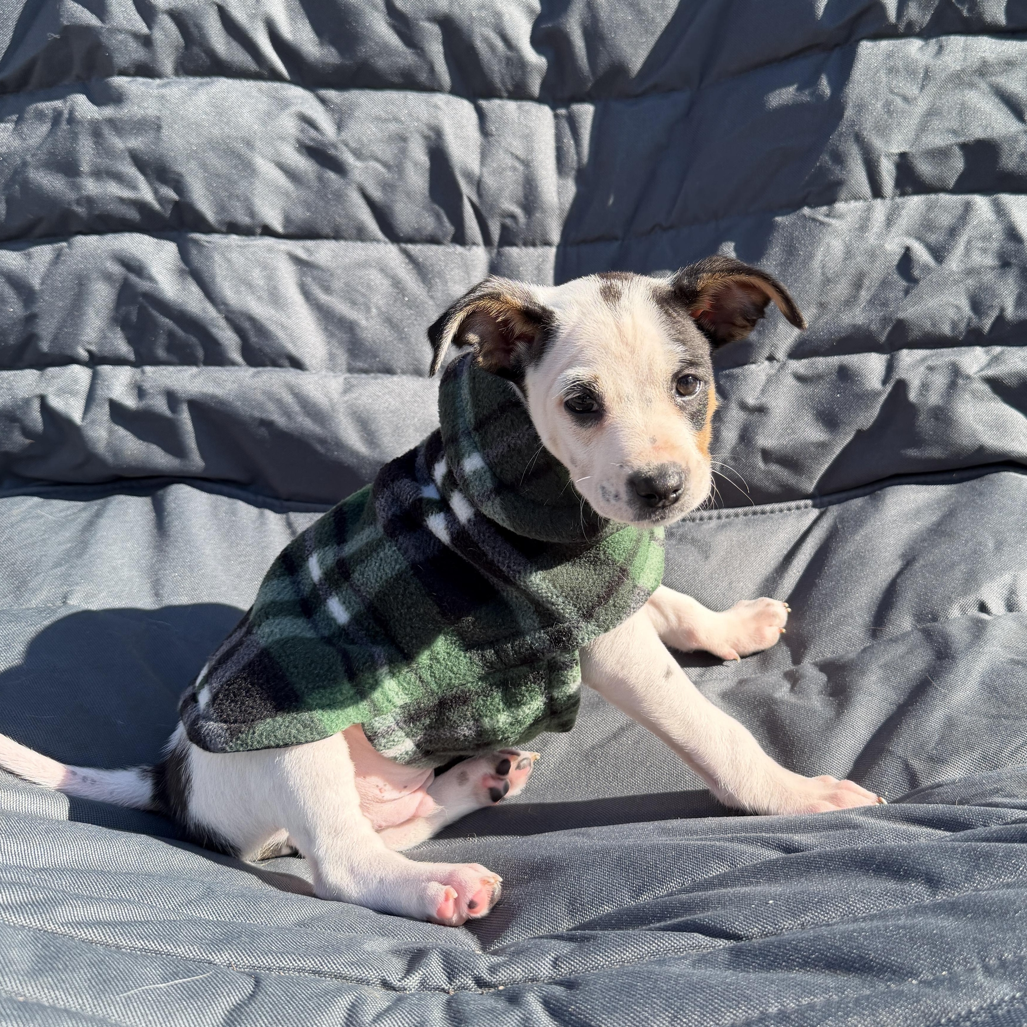 Peppermint thumbnail 2