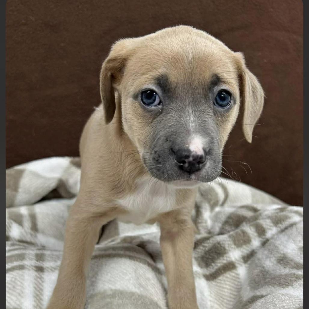 Enlarge Maura, an adopted mixed breed in Medford, NY image 2/5