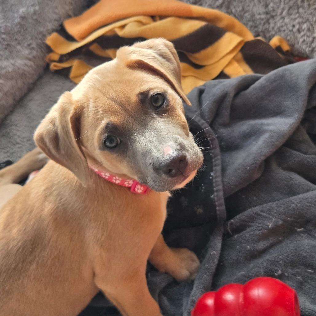 Enlarge Maura, an adopted mixed breed in Medford, NY image 1/5