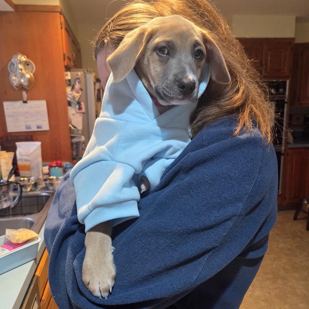Enlarge Maura, an adopted mixed breed in Medford, NY image 3/5