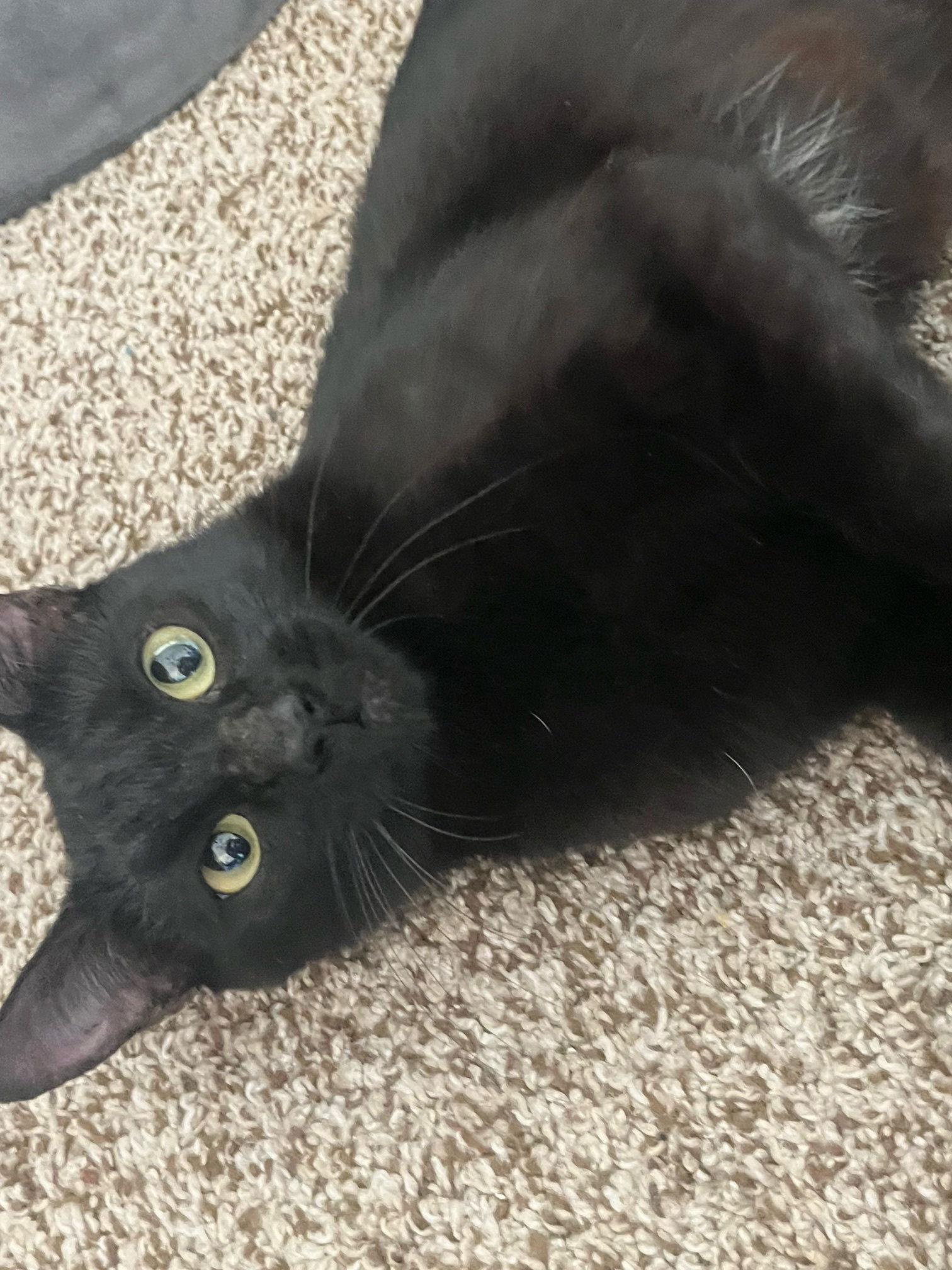 BOOTHANG (F), Adoptable, Adult Female Domestic Short Hair.