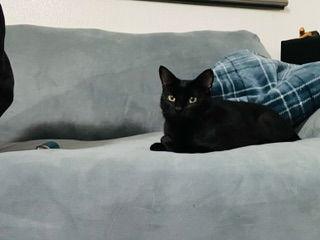 Enlarge BOOTHANG (F), a Adoptable Domestic Short Hair in Chico, CA image 2/3