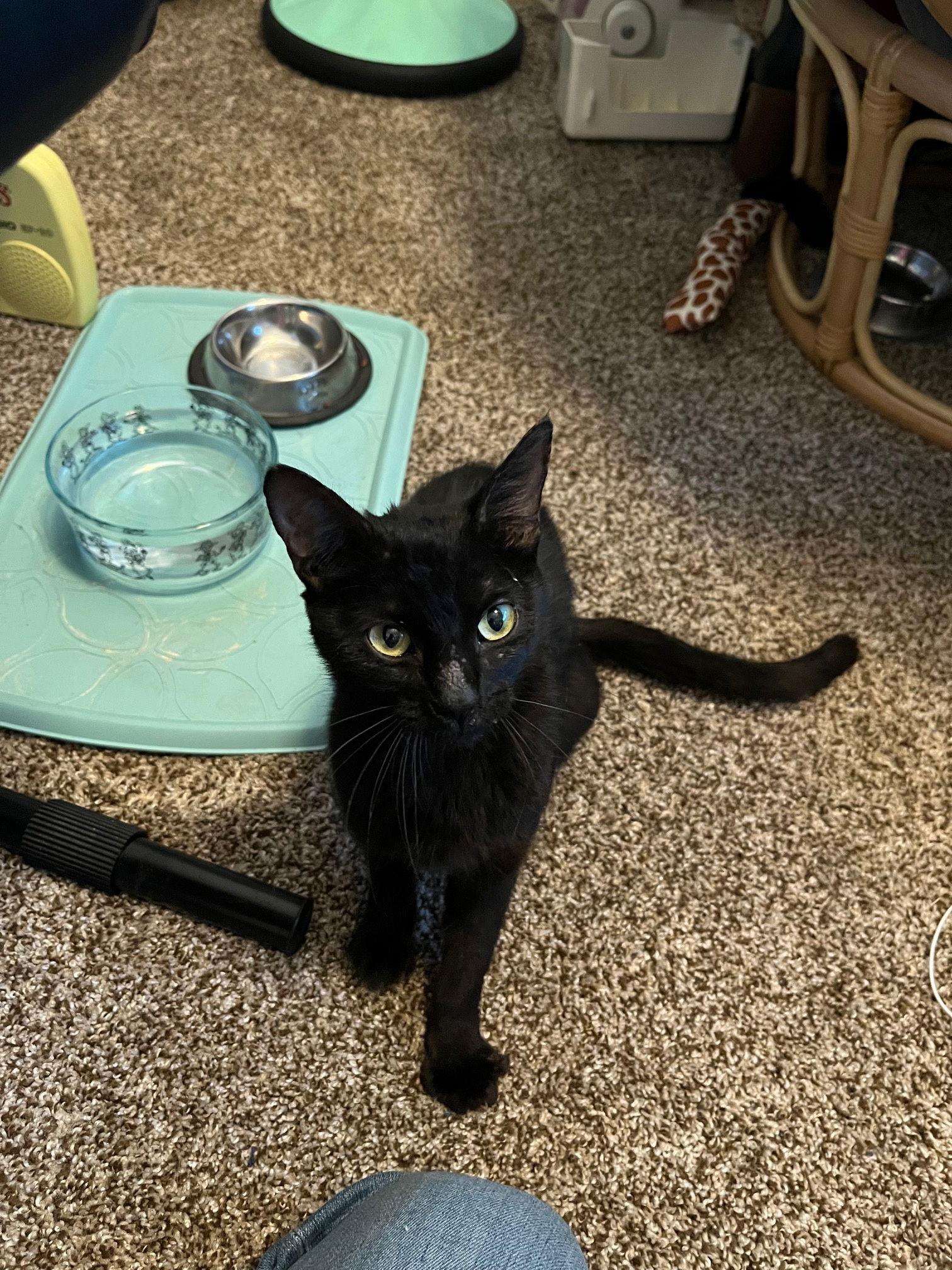 Enlarge BOOTHANG (F), a Adoptable Domestic Short Hair in Chico, CA image 3/3