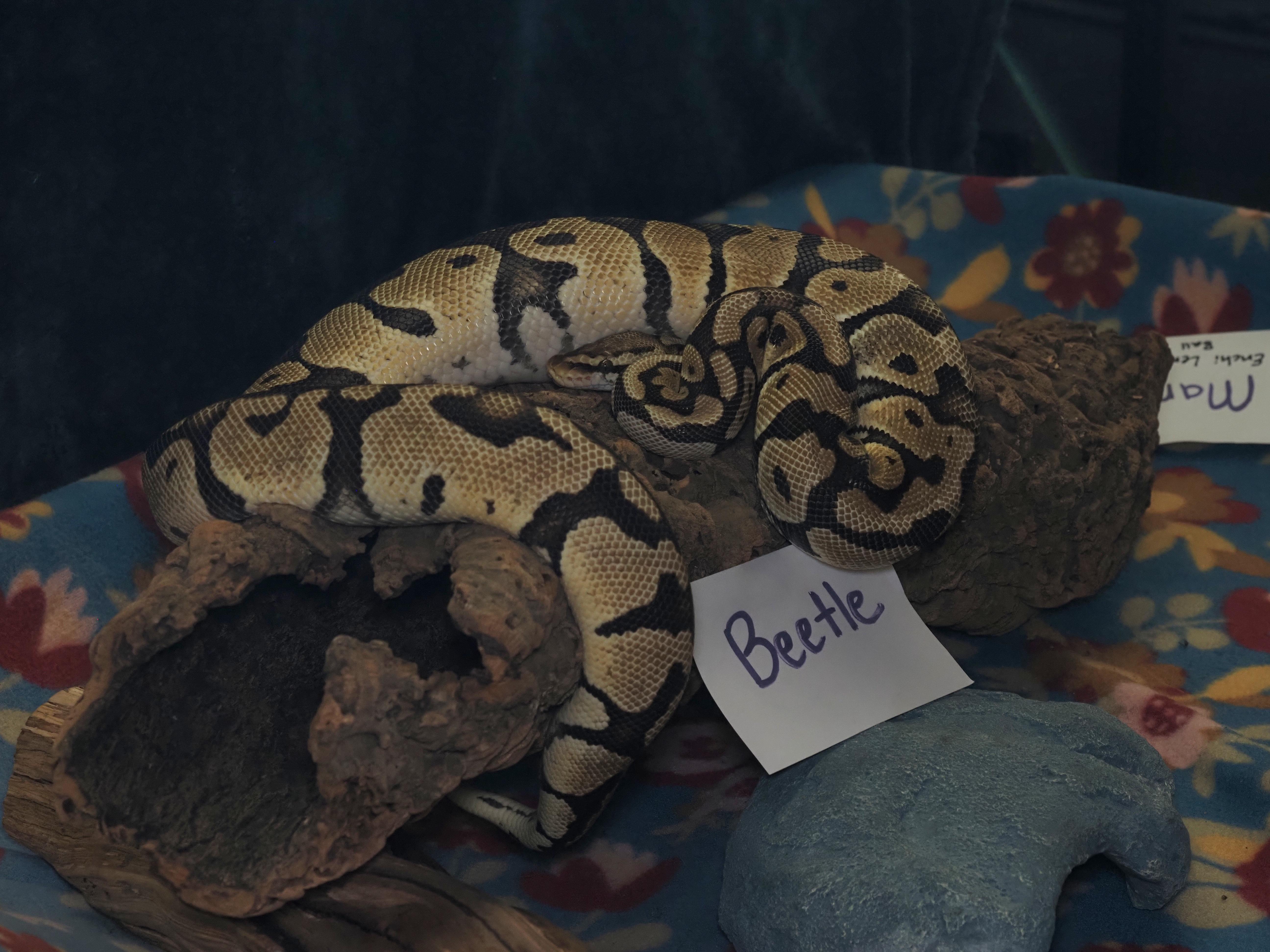 Beetle, ADOPTABLE, Adult Male Ball Python.