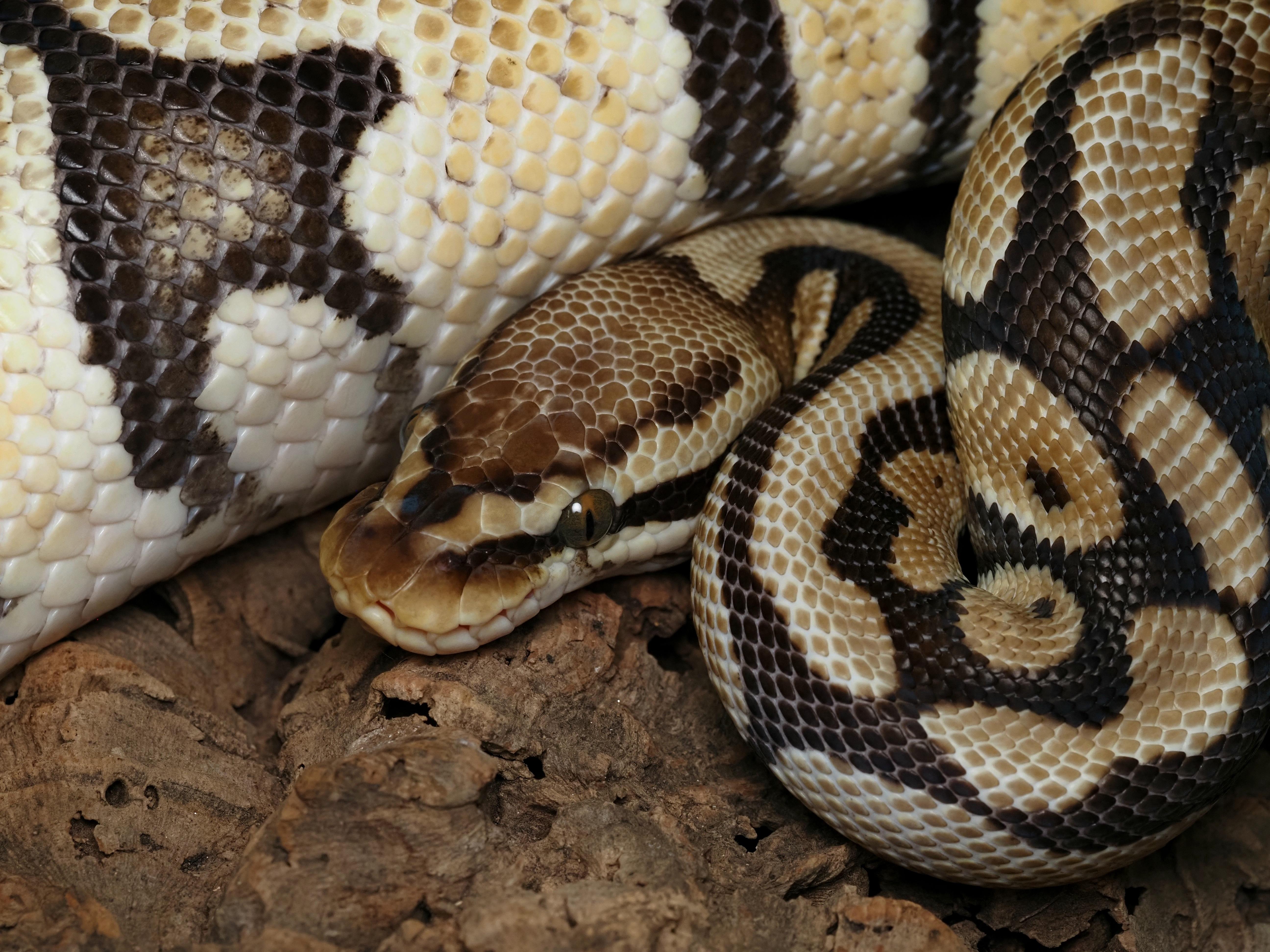 Enlarge Beetle, a ADOPTABLE Ball Python in Tacoma, WA image 2/2