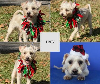 Trey, Adoptable, Adult Male Mixed Breed & Mixed Breed.