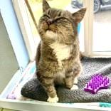 Enlarge Hoppie, an adopted mixed breed in Long Beach, WA image 4/4